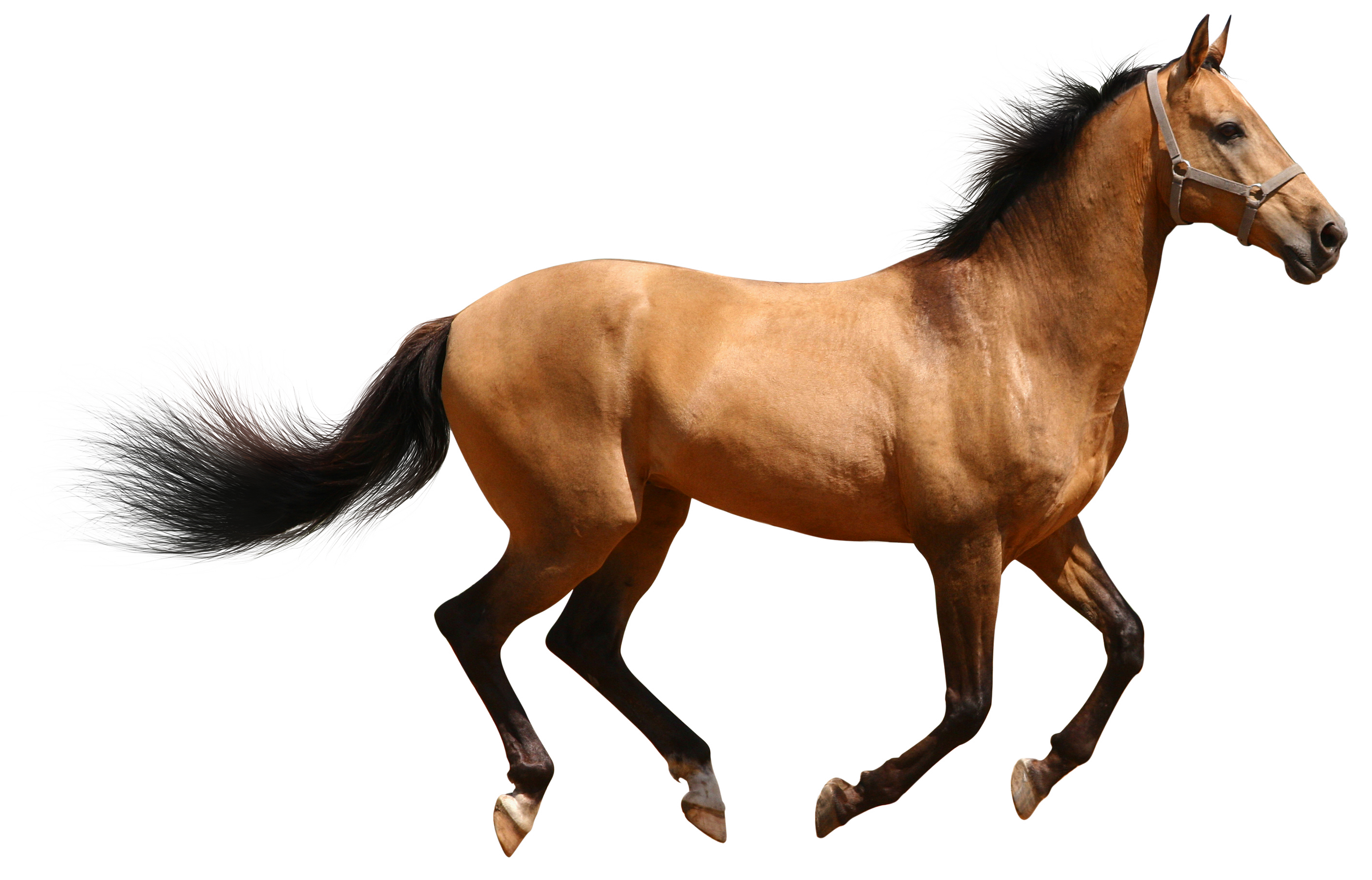 Large Animals